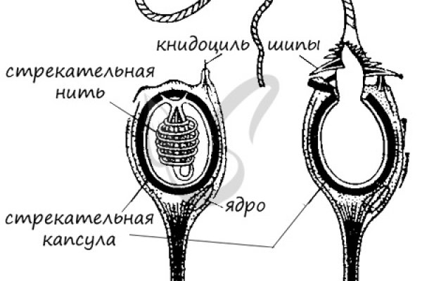 Рабочая ссылка кракен в тор